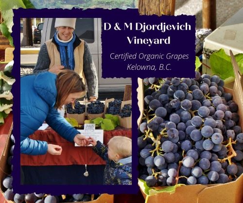 jovanka d &amp; m Djordjevich Vineyard grapes vendor directory wp 500