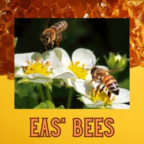 EAS' Bees logo CDFMA